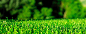 Best lawn fertilizers