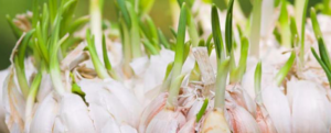 Garlic Cultivation