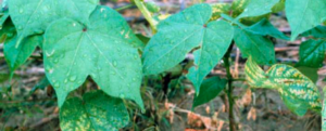 Major Nematode of Cotton crop and its management: Root-knot nematode (Meloidogyne incognita)