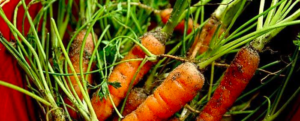 10 secrets to grow your vegetables