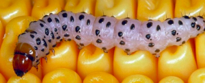 Corn Borer and Resistance to Transgenic Maize