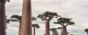 The oldest BAOBABS in Africa disappear ominously