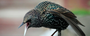 Unusual: starlings, better parents thanks to aromatic herbs?