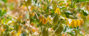 CHICKPEA, an ecological crop source of protein