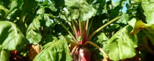 Fodder beet, cousin of the red beet of the kitchen garden
