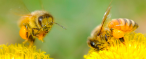 What is killing our Bees?