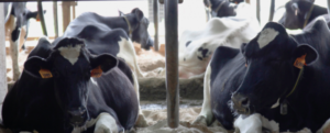Precision dairy farming