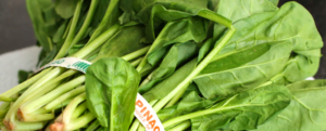 The good leaves of spinach