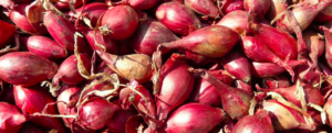 Shallots: a research at the forefront … of taste