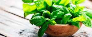 All about “Basil / Tulsi”