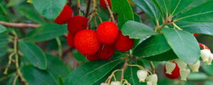 All about “Arbutus” , the antioxidant