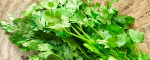 All about “Coriander”