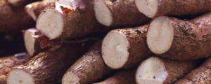 All about “Cassava”, flagship food of African cuisine