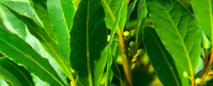 All about “Laurel”, a flavouring with many benefits