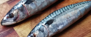 All about “Mackerel”, a healthy fish