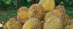 All about “Durian”
