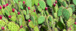 All about “Prickly Pear”