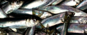 All about “Herring”