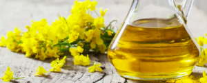 All about “Canola / Rapeseed oil”