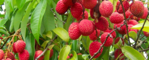 All about “Litchi”