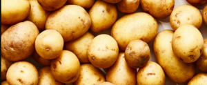 All about “Potato”