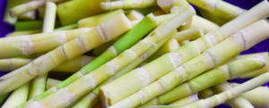 All about “Bamboo shoot”
