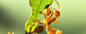 Raising insects – Entomology
