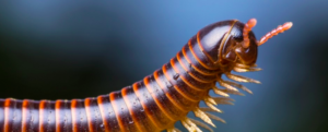 Myriapods – Entomology