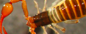 Pseudoscorpion – Entomology