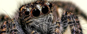 Spider – Entomology