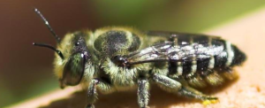Alfalfa Leaf Cutter Bee – Megachile rotundata