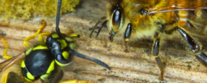 Bees, wasps and bumblebees