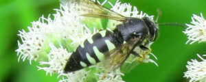 Bicyrtes quadrifasciatus – Bicyrt wasp – Burrowing wasps