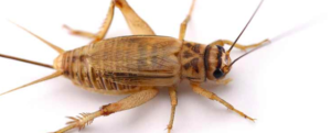 Raising House crickets – Raising insects