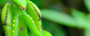 Raising praying mantises – Raising insects
