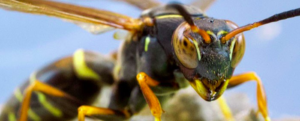 Social wasps